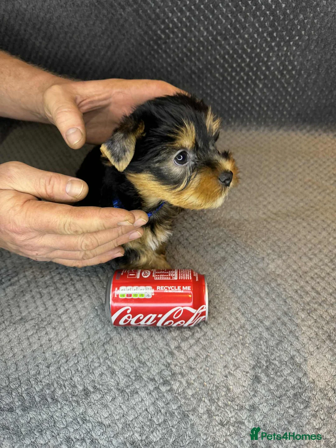 Yorkshire Terrier dogs for sale: For sale miniature Yorkshire terrier  - Advert 10