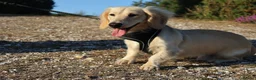 Miniature Dachshund dogs for stud: Cream Proven Miniature Dachshund Stud   - Advert 7