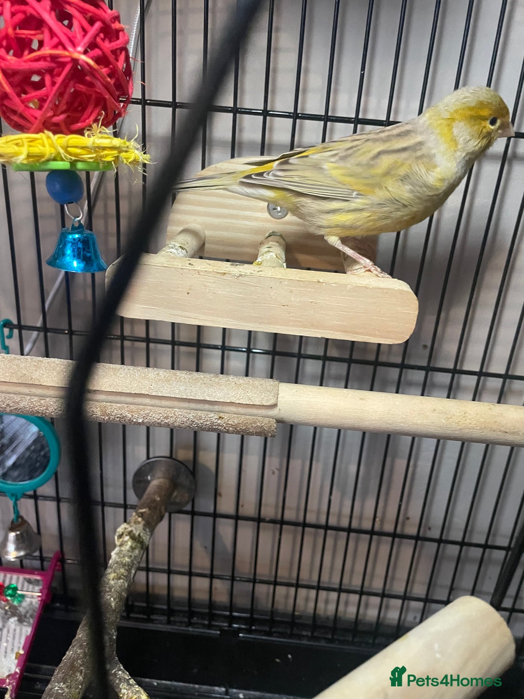 Canaries birds for sale: Pair of bonded canaries  - Advert 2