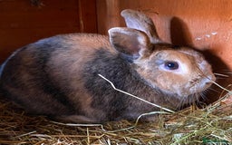Rex rabbits for sale: Female & Male Mini Rex rabbits  - Image 6
