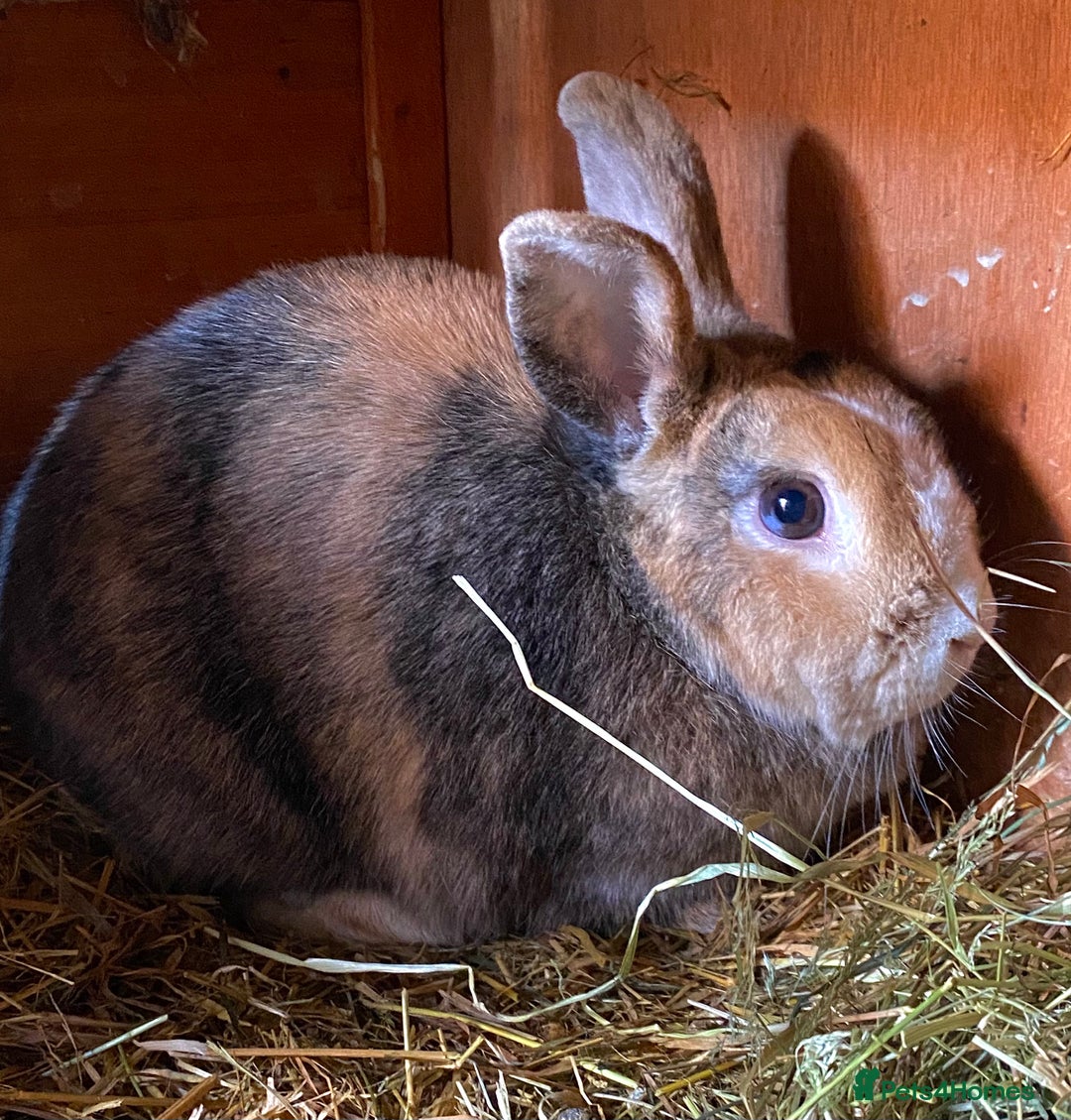 Rex rabbits for sale: Female & Male Mini Rex rabbits  - Image 6