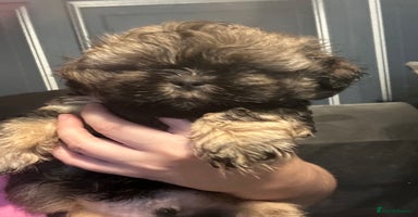 Shih Tzu dogs - Advert 5