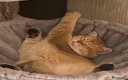British Shorthair cats for sale: Golden Brit Female Cat- Looking for a Loving Home - Image 8