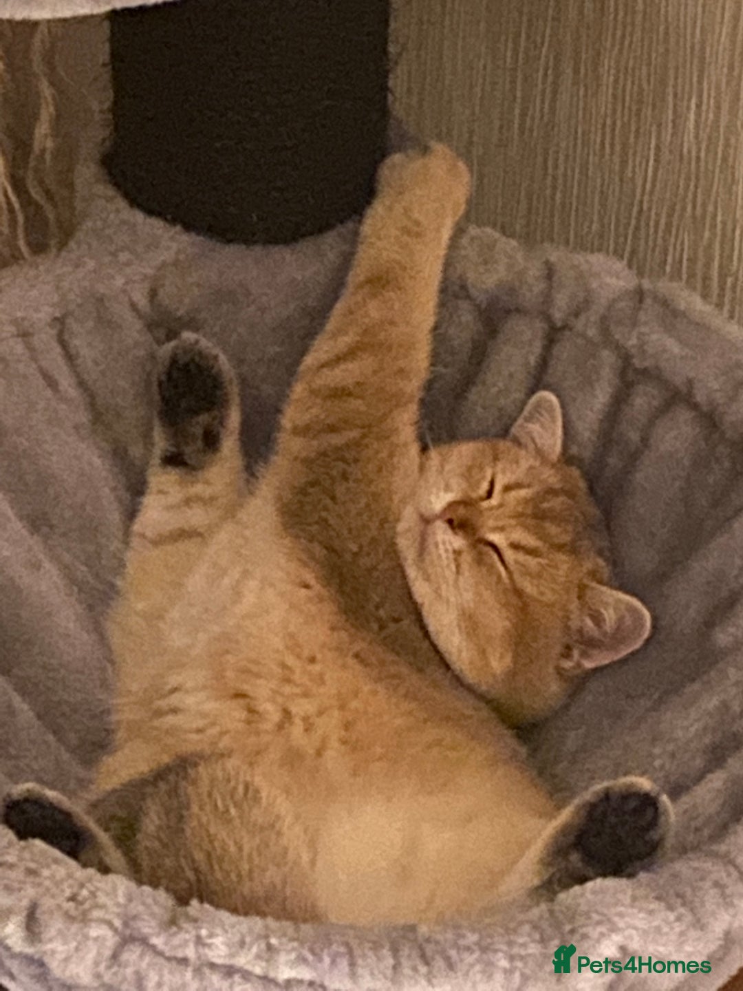 British Shorthair cats for sale: Golden Brit Female Cat- Looking for a Loving Home - Image 8