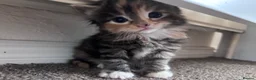 Mixed Breed cats for sale: Beautiful fluffy kittens - Advert 17