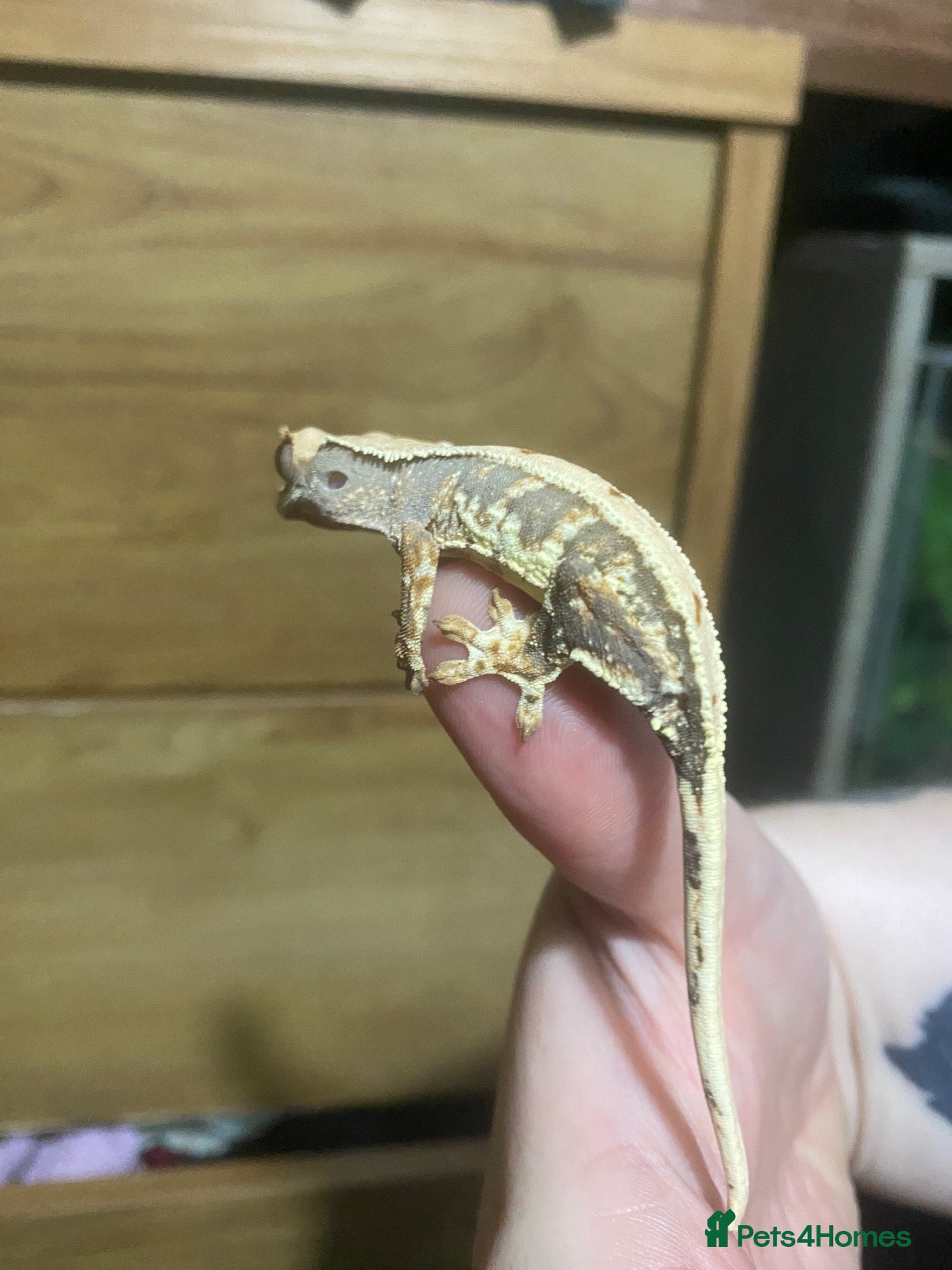 Gecko reptiles Crested Gecko Babies - Advert 16