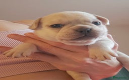 French Bulldog dogs for sale: Chunky french bulldog - Image 18