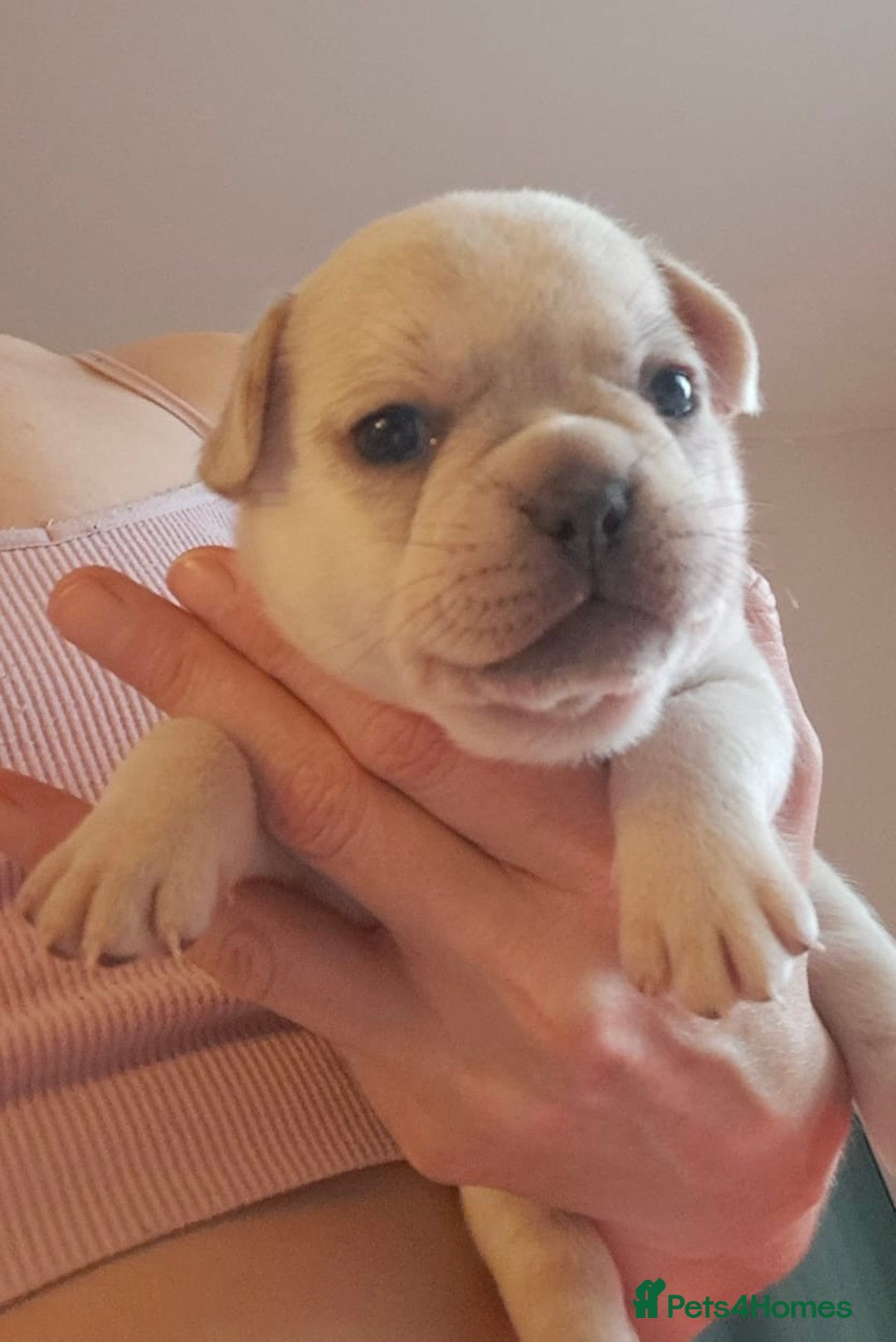 French Bulldog dogs for sale: Chunky french bulldog - Image 18