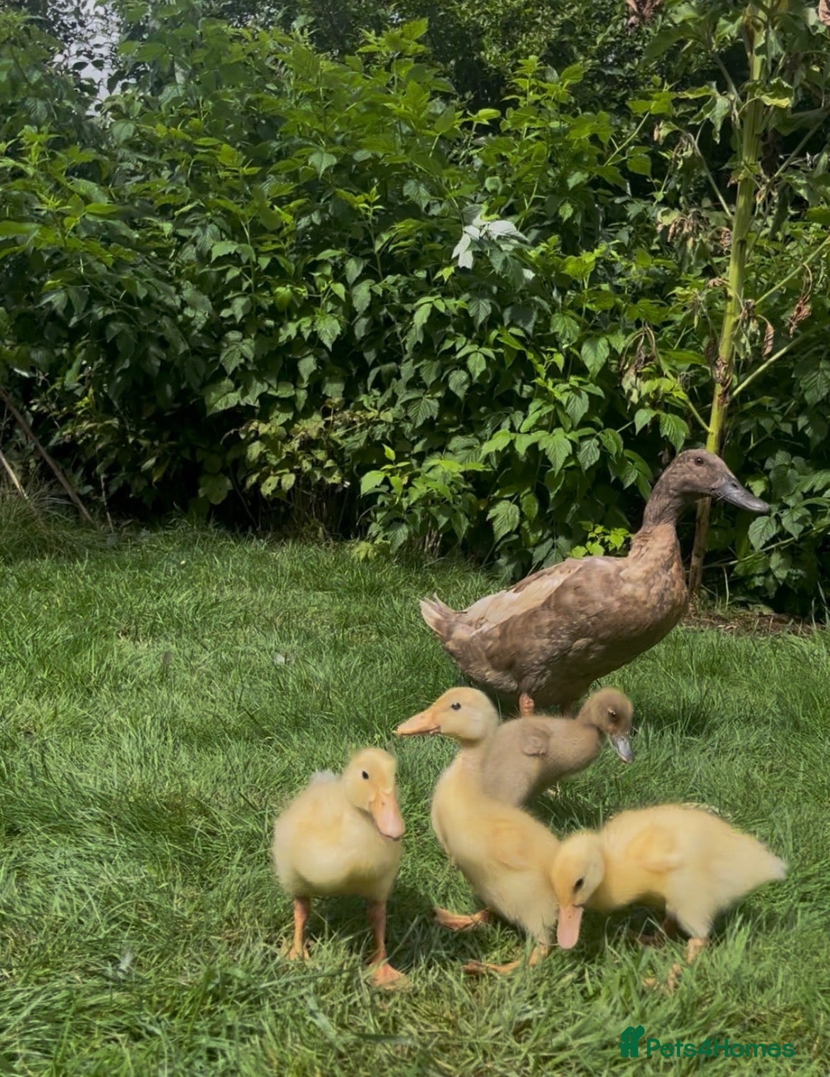 Ducks poultry Runner Duck Family - Advert 2