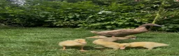 Ducks poultry for sale: Runner Duck Family - Advert 1