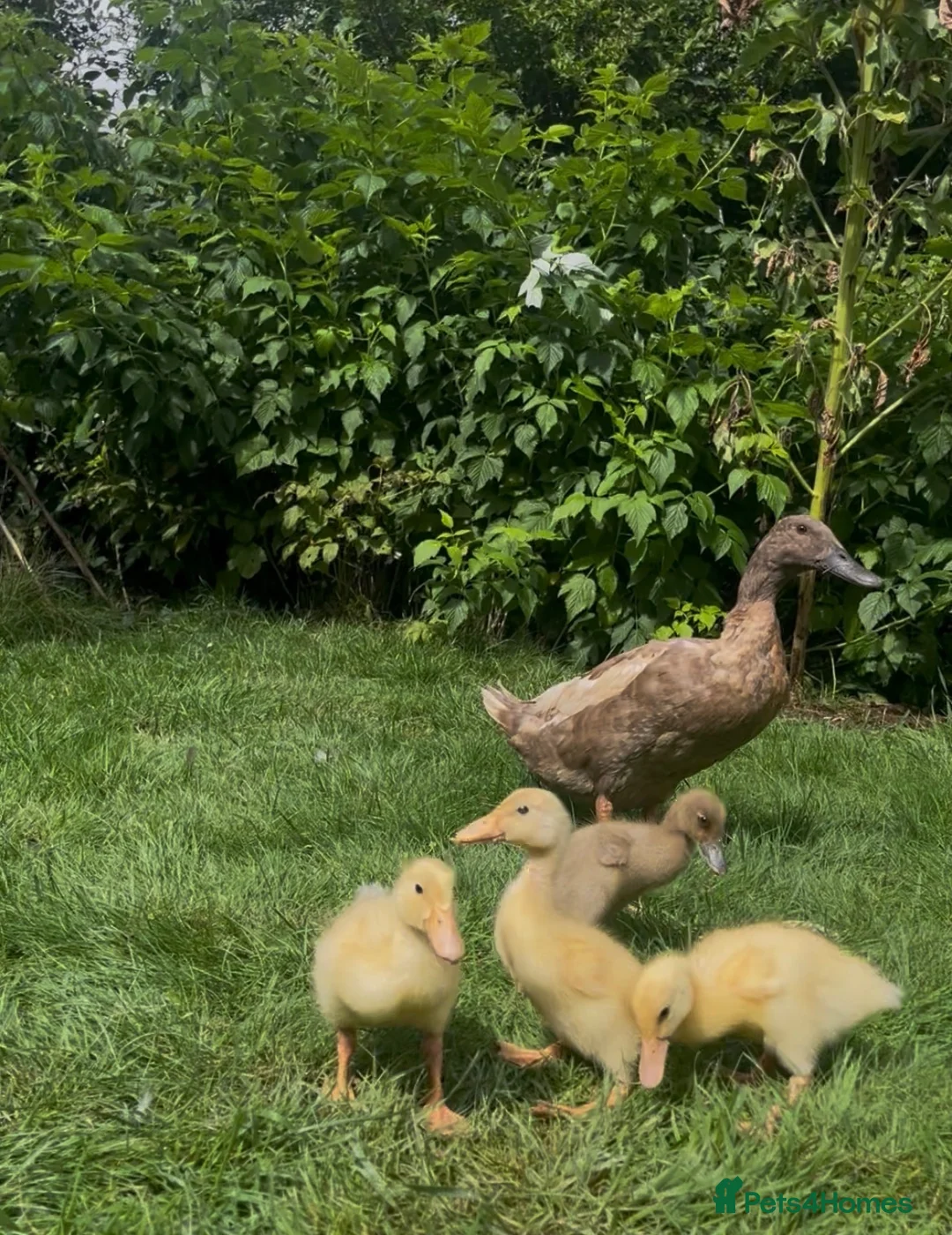 Ducks poultry for sale: Runner Duck Family - Advert 1
