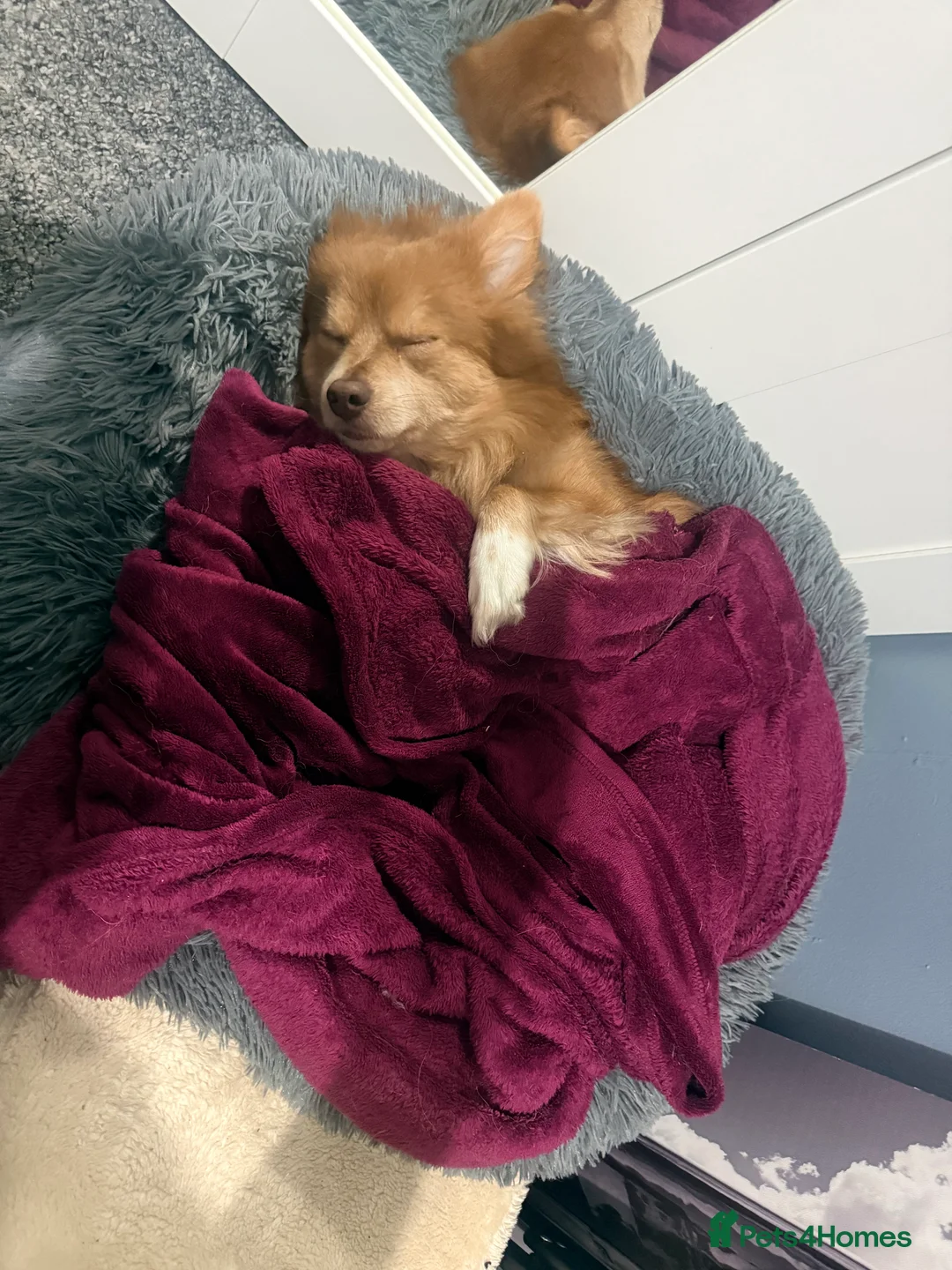 Mixed Breed dogs for sale: German spitz mix with pomchi  - Advert 10