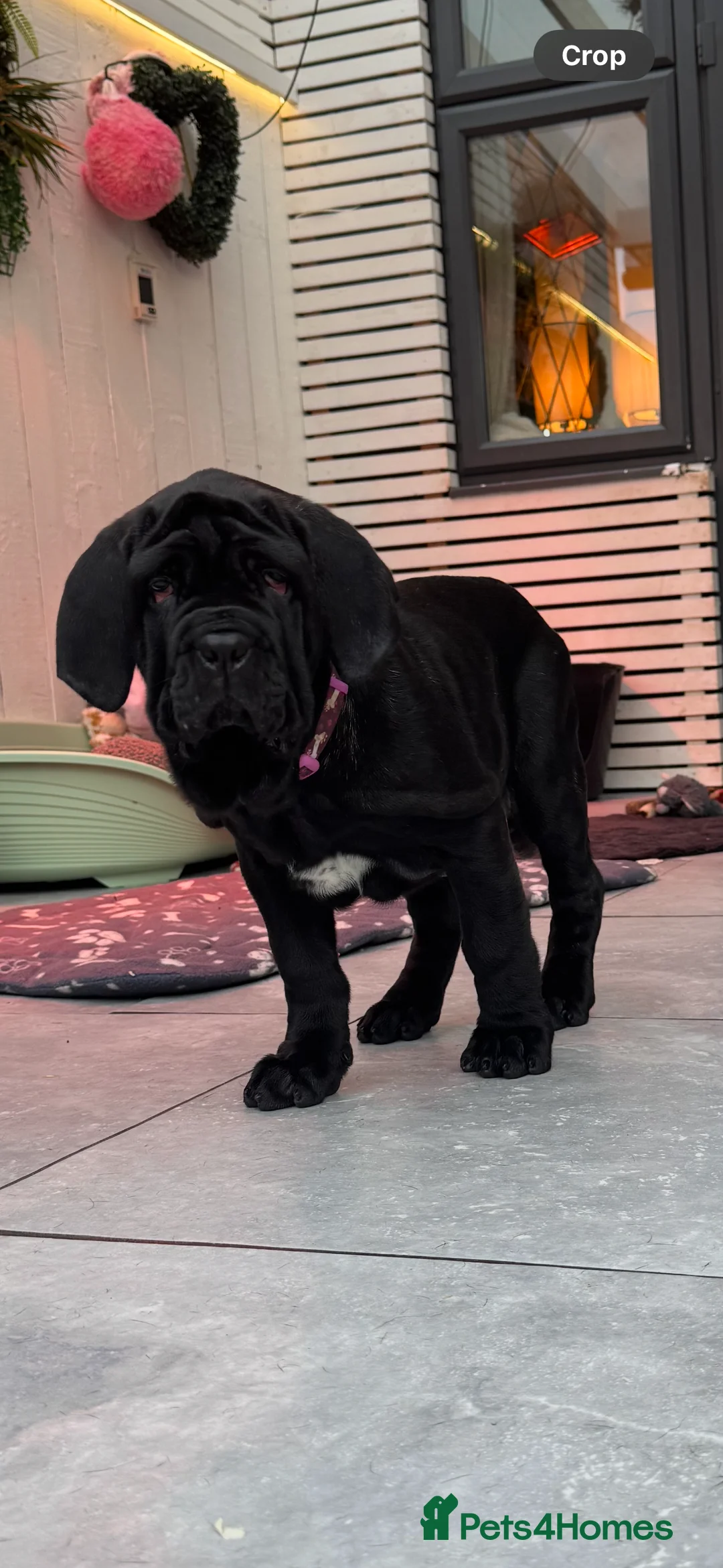 Neapolitan Mastiff dogs for sale: 2 black female Neapolitan mastiff puppies  - Advert 18