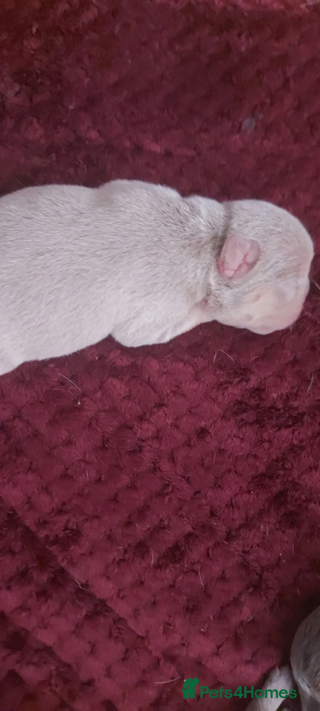 French Bulldog dogs for sale: French bulldog puppies - Advert 2