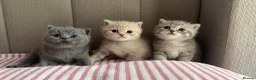 British Shorthair cats for sale: Gorgeous Blue Golden female BSH kitten - Advert 2