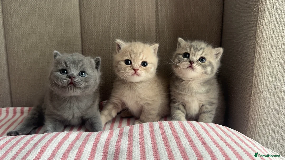 British Shorthair cats for sale: Gorgeous Blue Golden female BSH kitten - Advert 2