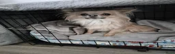 Chihuahua dogs for sale: Male Chihuahua (Louie) in Preston - Advert 3