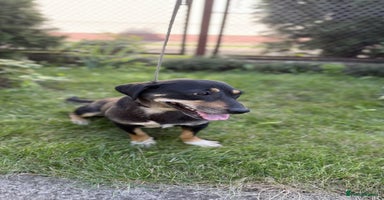 Mixed Breed dogs - Advert 2