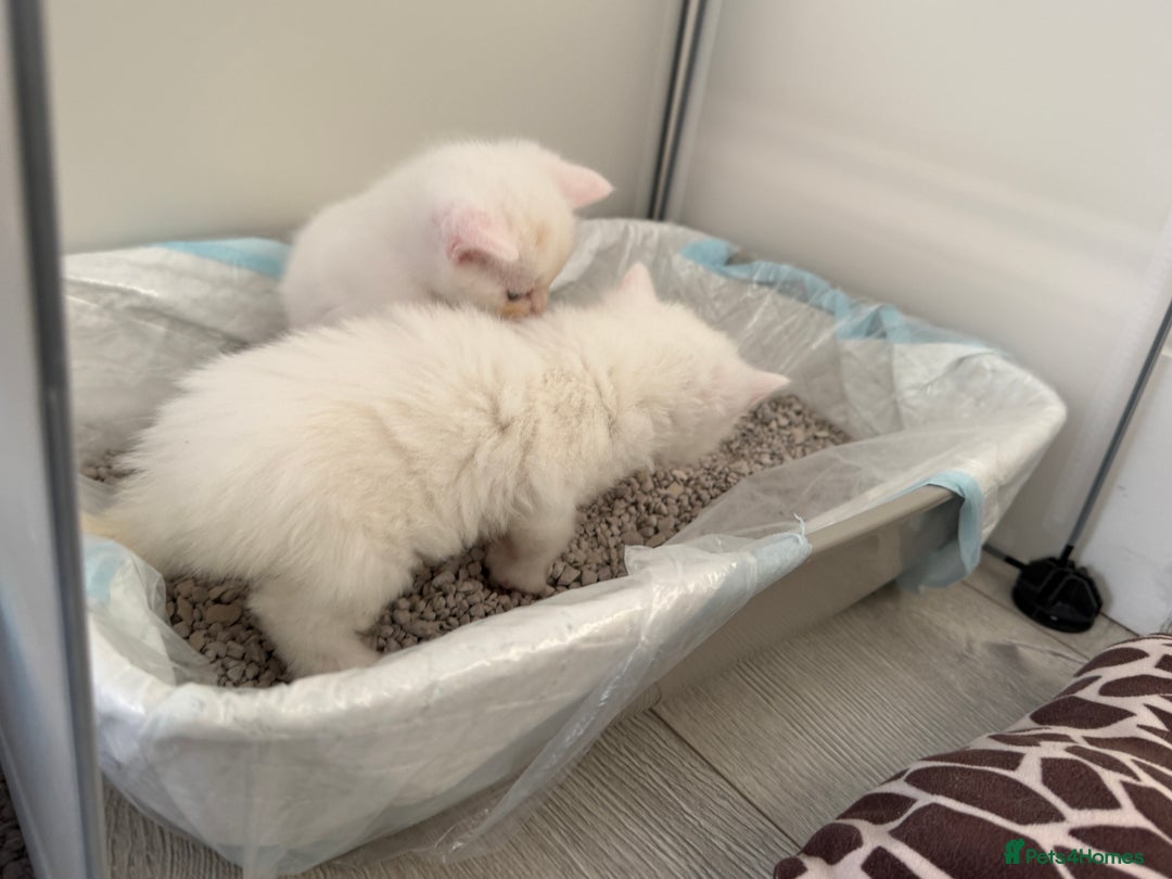 Turkish Angora cats for sale: Cute Turkish Angora x British Shorthair Kittens - Advert 7