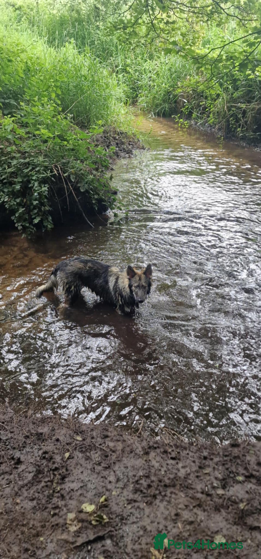 Mixed Breed dogs for sale: Inuit Wolfdog - Image 3