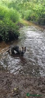 Mixed Breed dogs - Advert 15