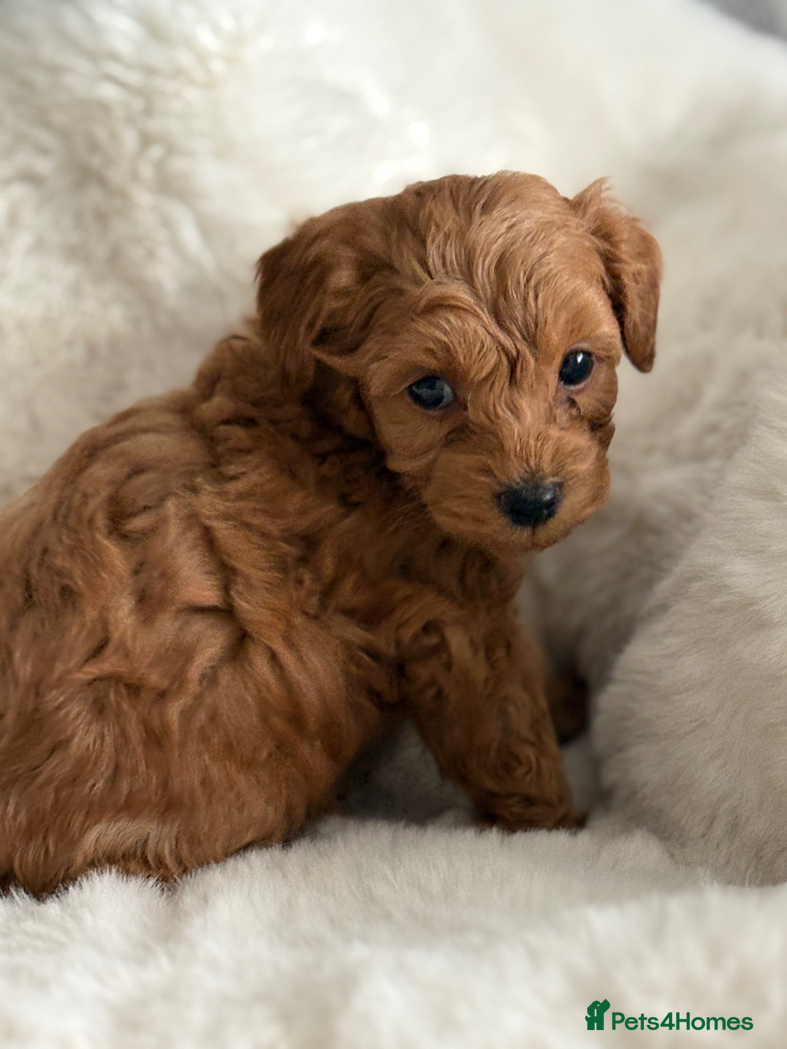 Cockapoo dogs Beautiful true miniature F1B cockapoo  - Advert 1