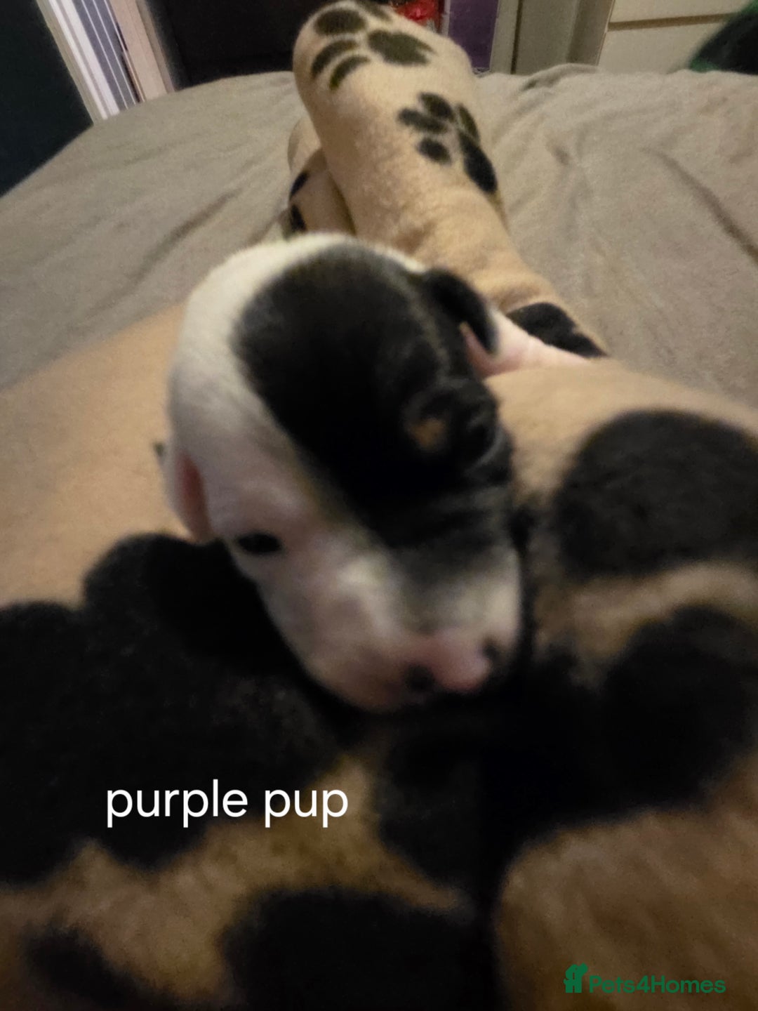 Jack Russell dogs for sale: Jack russell puppies - Advert 3