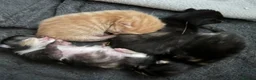 Domestic Shorthair cats for sale: Very cute and friendly litter of kittens  - Advert 4