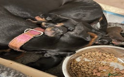 Dobermann dogs for sale: Puppies available  - Image 4