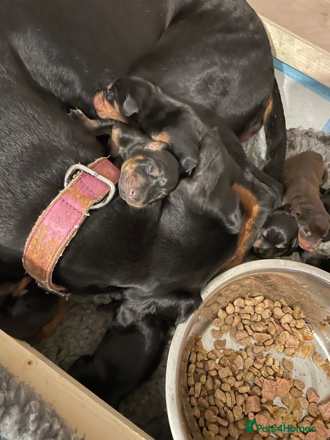 Dobermann dogs for sale: Puppies available  - Image 4