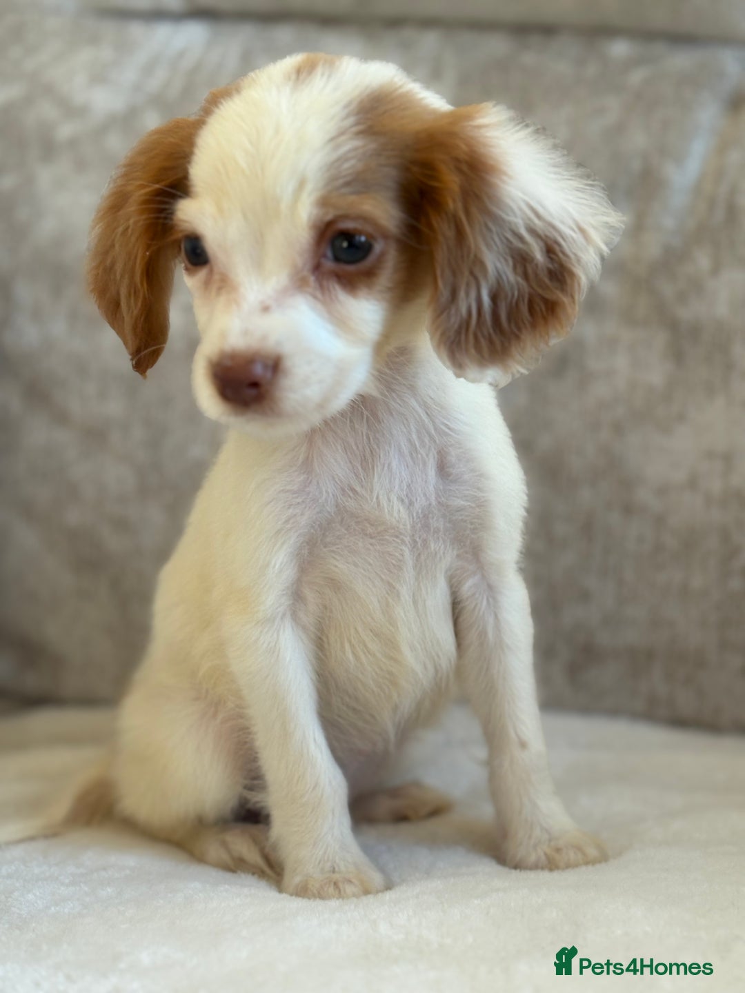 Cocker Spaniel dogs for sale: Stunning cocker spaniel puppies  - Advert 5