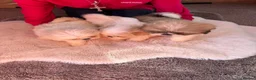 Shih Tzu dogs for sale: Shih Tzu pups - Advert 5