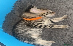 Mixed Breed cats for sale: Kittens available to leave 12th Oct - Image 4