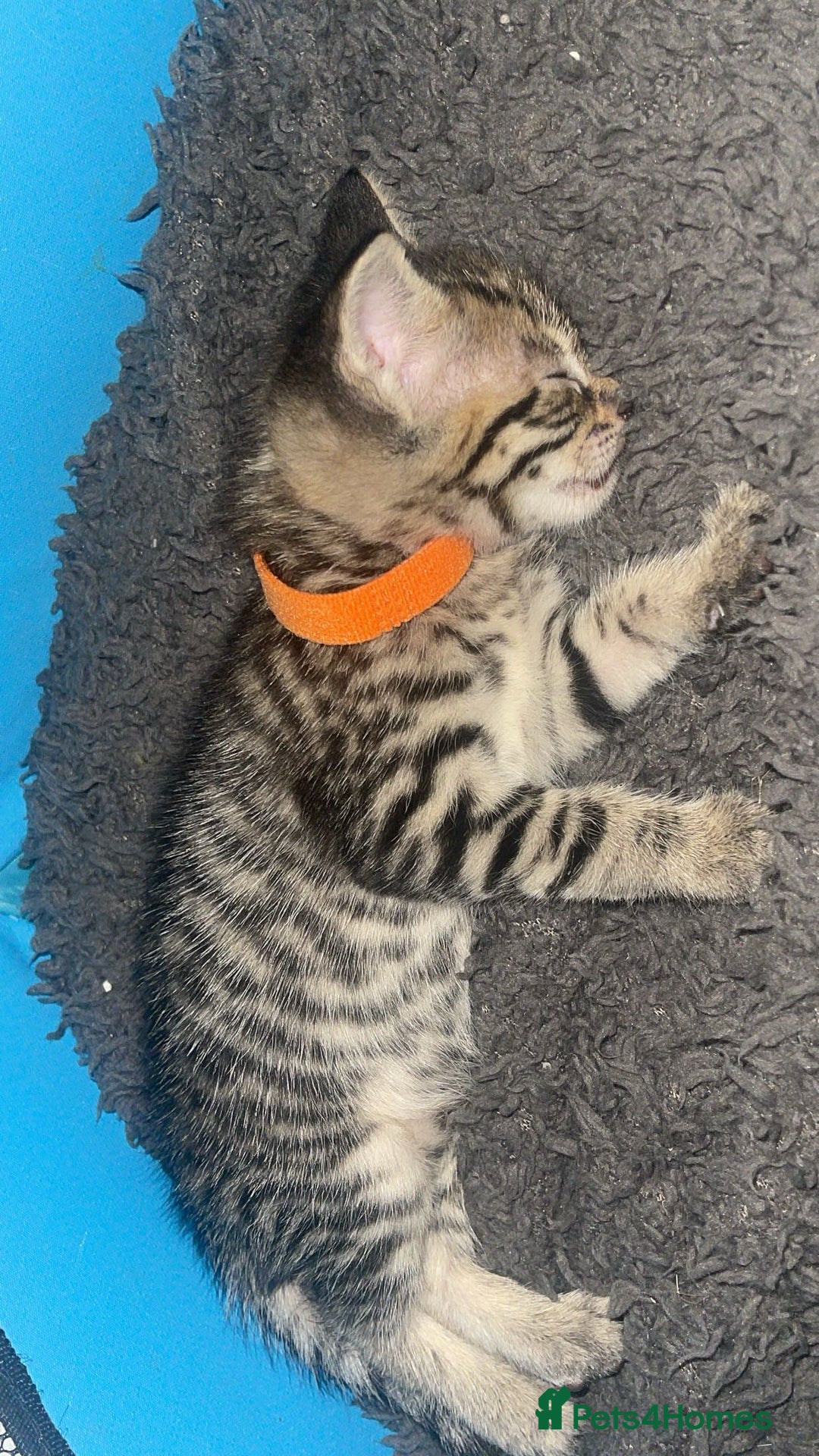 Mixed Breed cats for sale: Kittens available to leave 12th Oct - Image 4