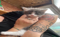 British Longhair cats for sale:  Boy and girl kitten for sale  - Image 6