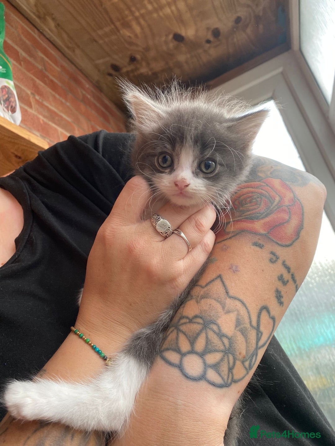 British Longhair cats for sale:  Boy and girl kitten for sale  - Image 6