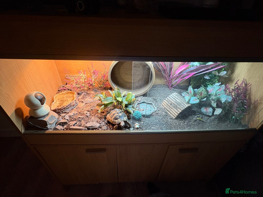 Hermann Tortoise reptiles for sale: Herman’s Tortoise - Image 3