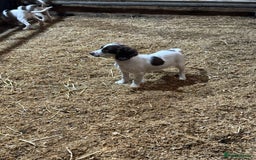 English Springer Spaniel dogs for sale: Springer spaniel pups for sale  - Advert 4