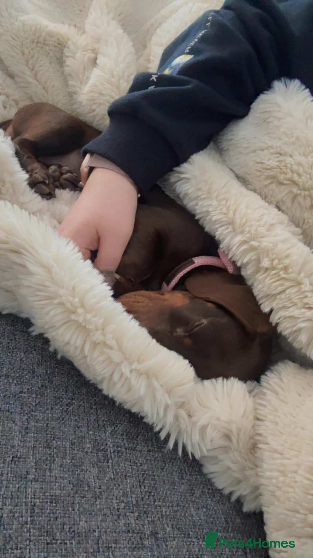 Miniature Dachshund dogs for sale: Miniature dachshund  - Advert 3