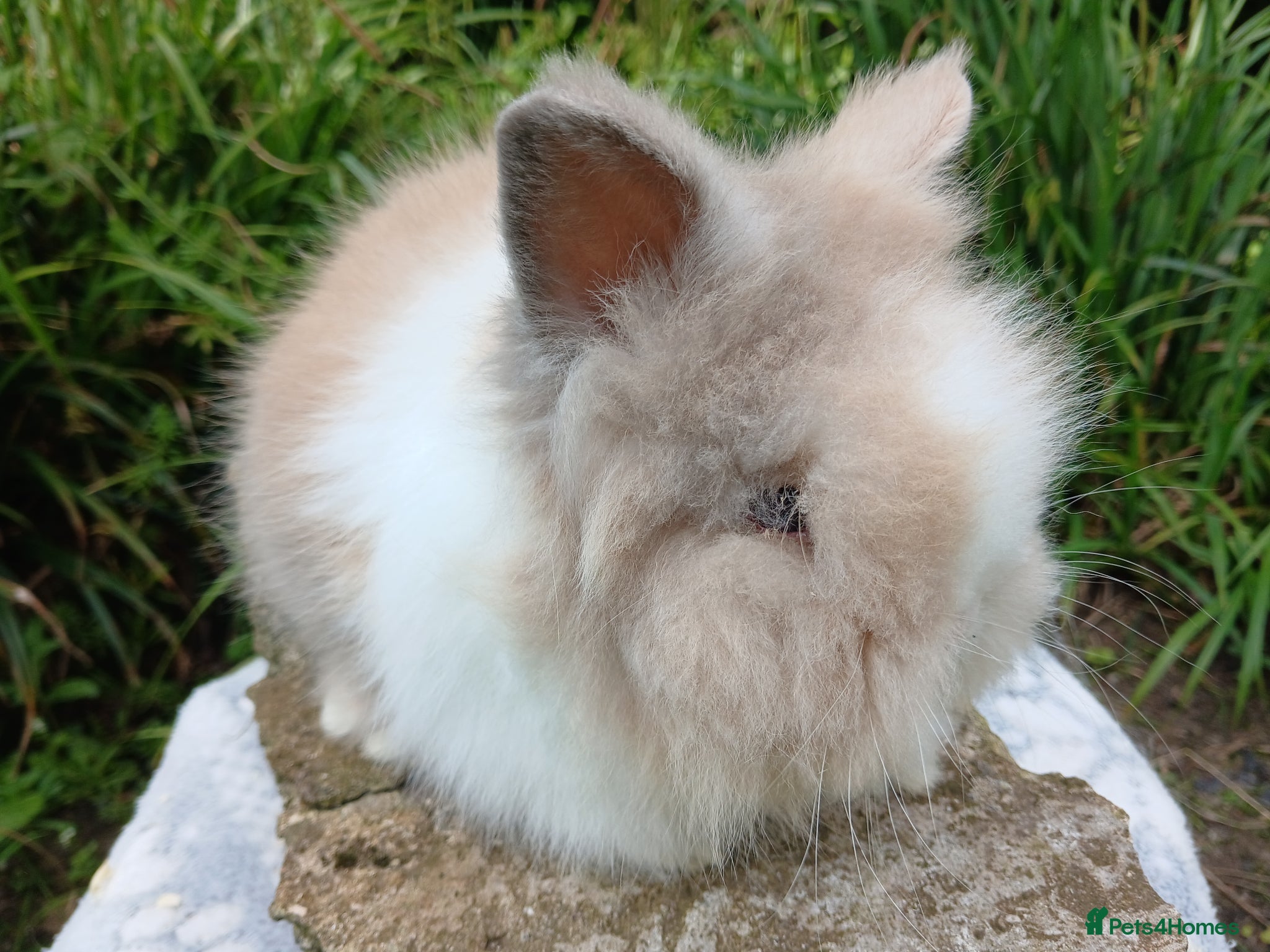 Lionhead rabbits Stunning DM Lionhead baby rabbits  - Advert 20