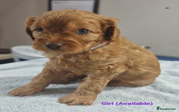 Cavapoo dogs for sale: Cute bundles of sweetness  - Image 14