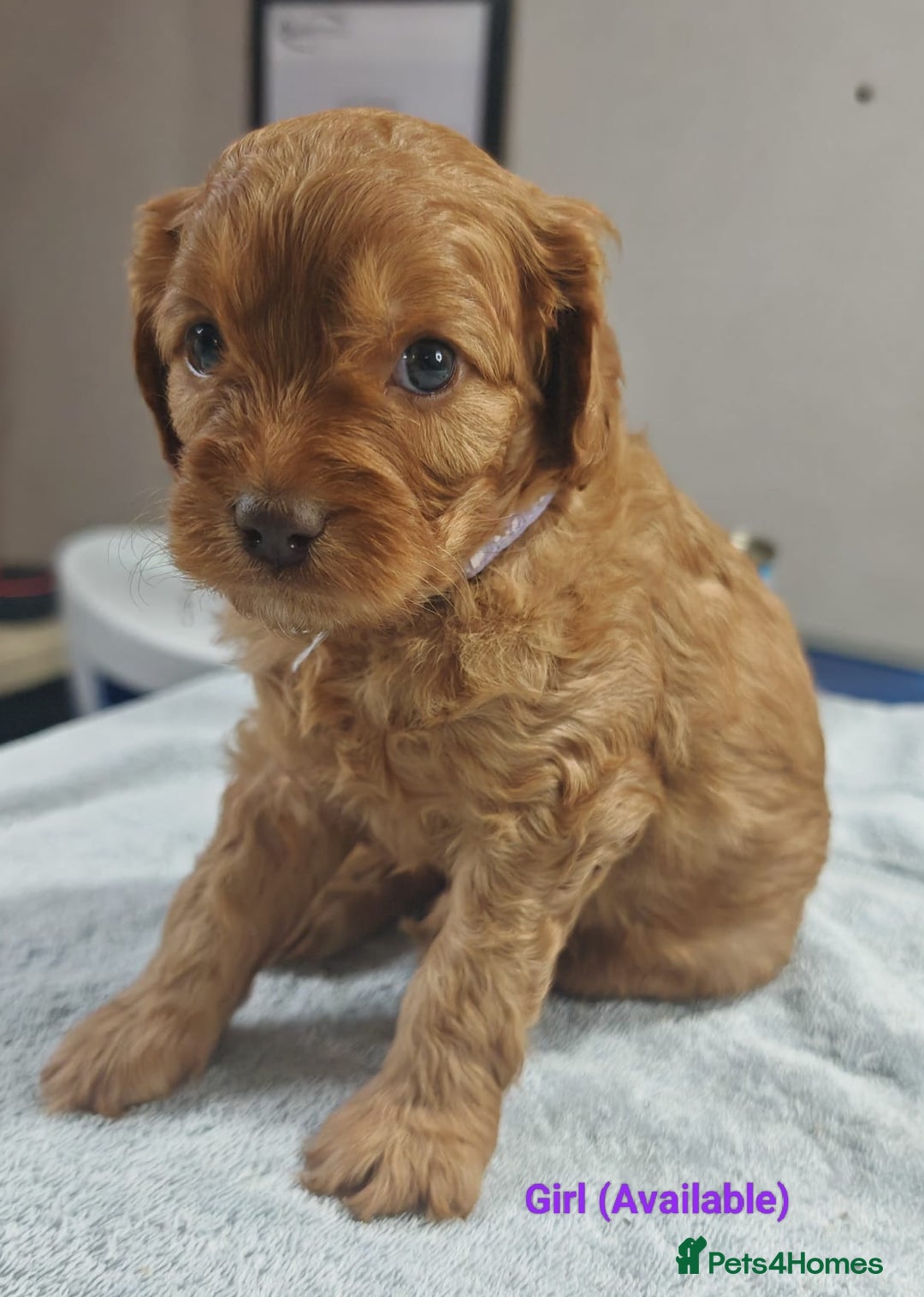 Cavapoo dogs for sale: Cute bundles of sweetness  - Image 14