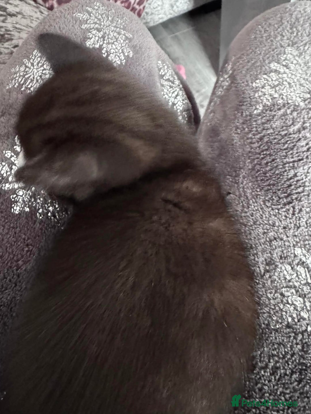 Mixed Breed cats for sale: Tonkinese cross kittens - Advert 8