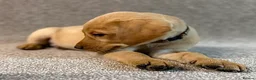 Labrador Retriever dogs for sale: Labrador Puppies - Advert 17