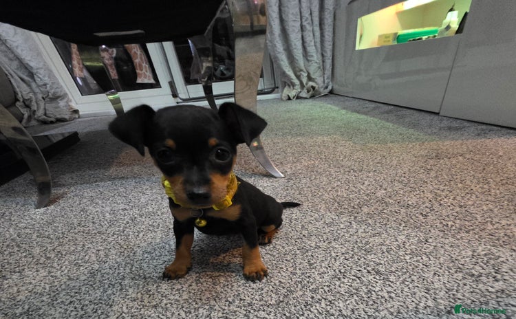 Miniature Pinscher dogs - Advert 2