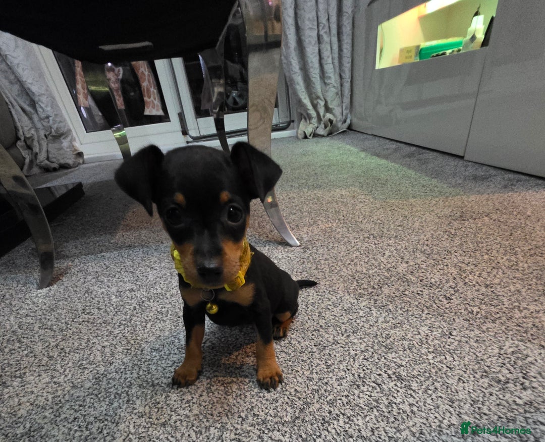 Miniature Pinscher dogs for sale: Beautiful miniature pinscher puppies  - Image 1