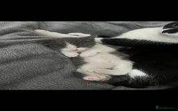 Domestic Shorthair cats for sale: Girl kitten grey and white  - Image 2