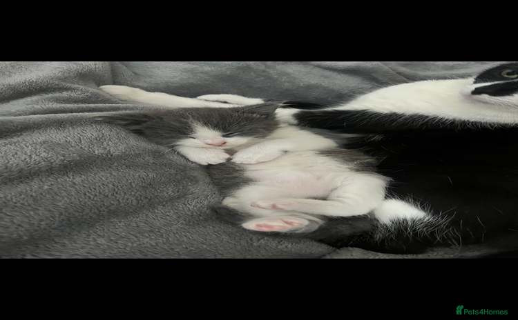 Domestic Shorthair cats - Advert 5