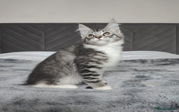 Maine Coon cats for sale: European Maine coon Kittens - Image 5