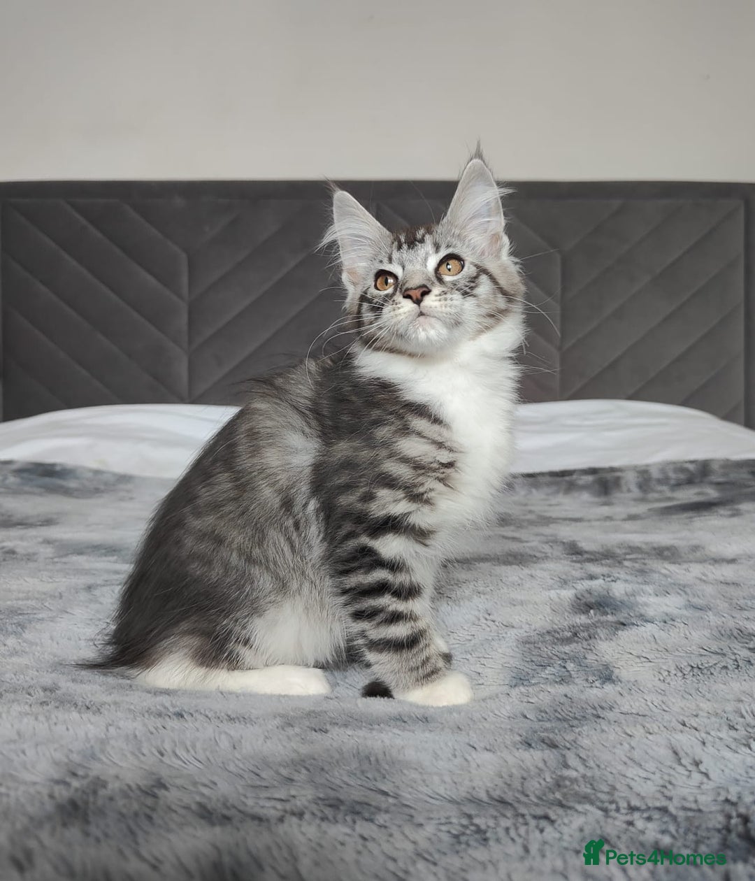 Maine Coon cats for sale: European Maine coon Kittens - Image 5